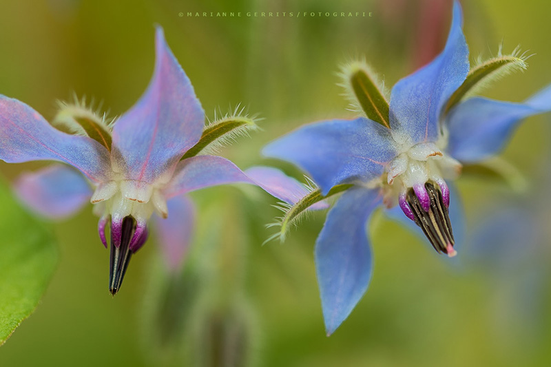 Bloemen in HDR fotograferen