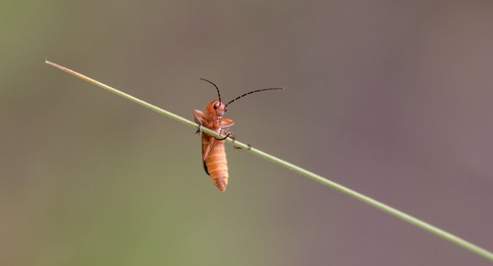 Tips voor macrofotografie