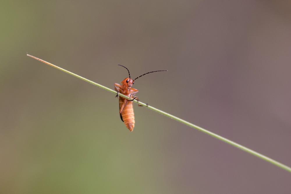 Tips voor macrofotografie