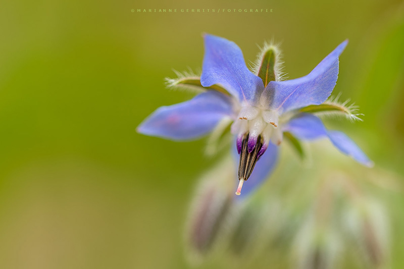 Macrofotografie van onkruid in bloei