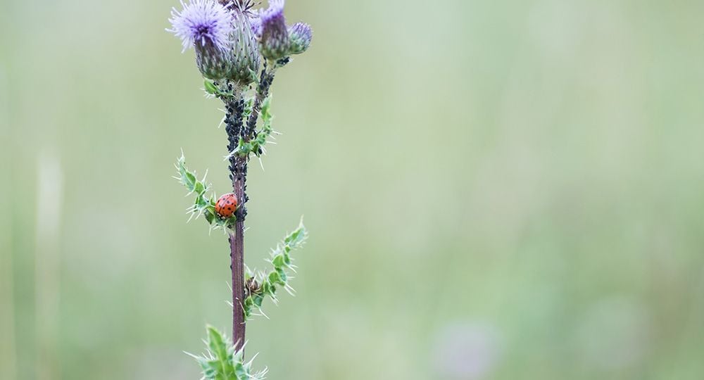 Macrofotografie in Natuurgebied de Zwaakse Weel in Kwadendamme