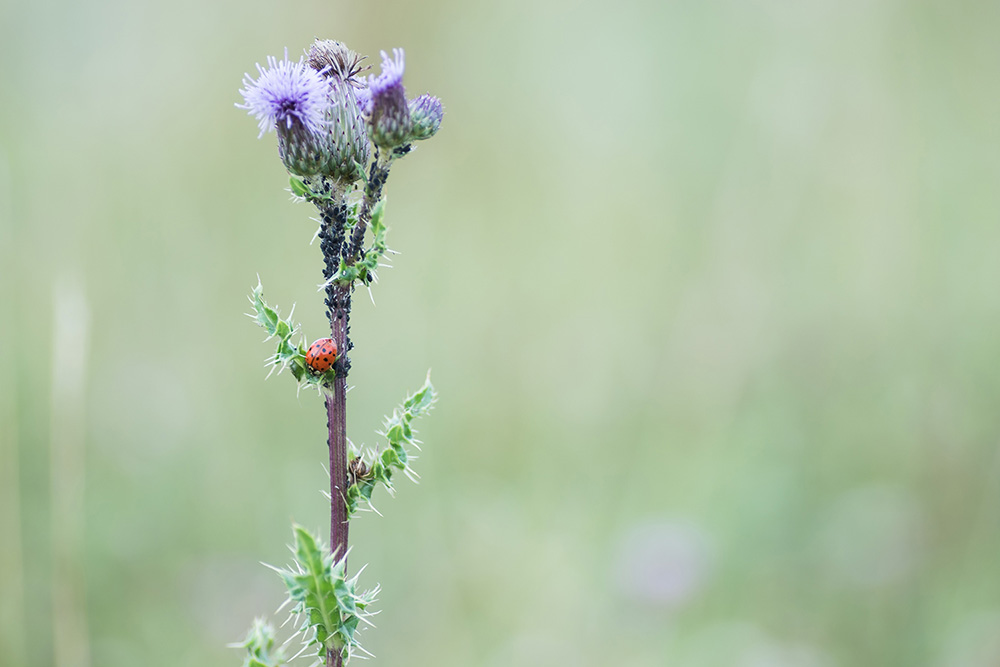 Macrofotografie in Natuurgebied de Zwaakse Weel in Kwadendamme