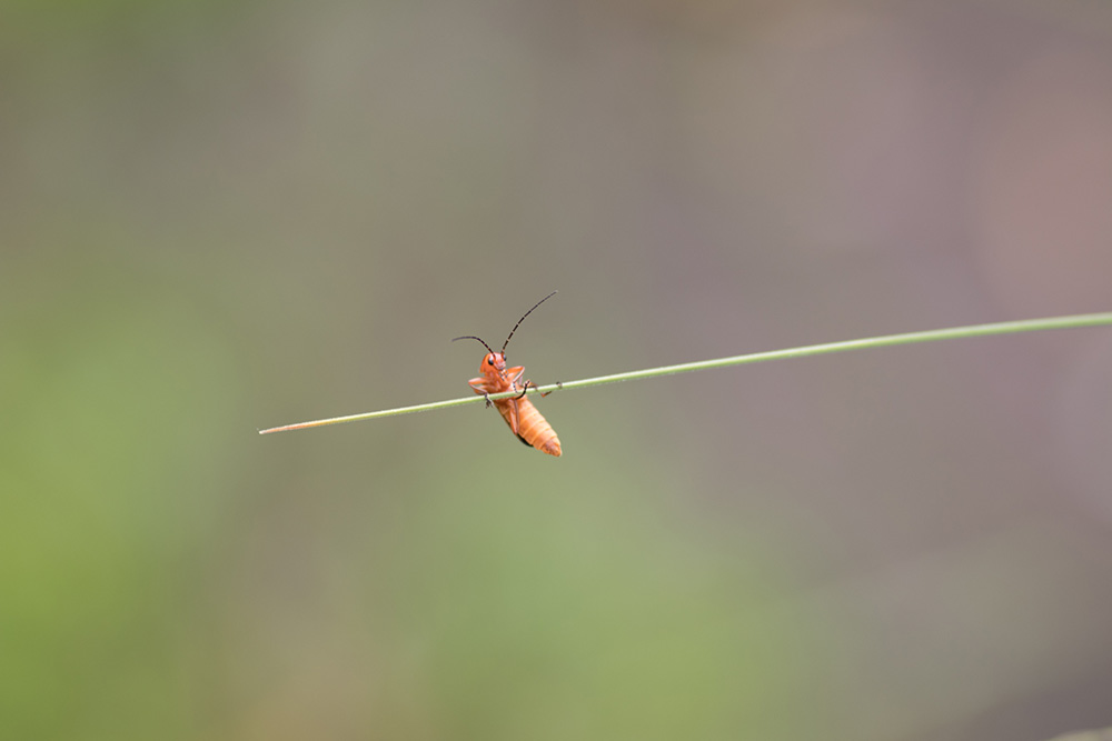 Macrofotografie - Soldaatje Fotograferen