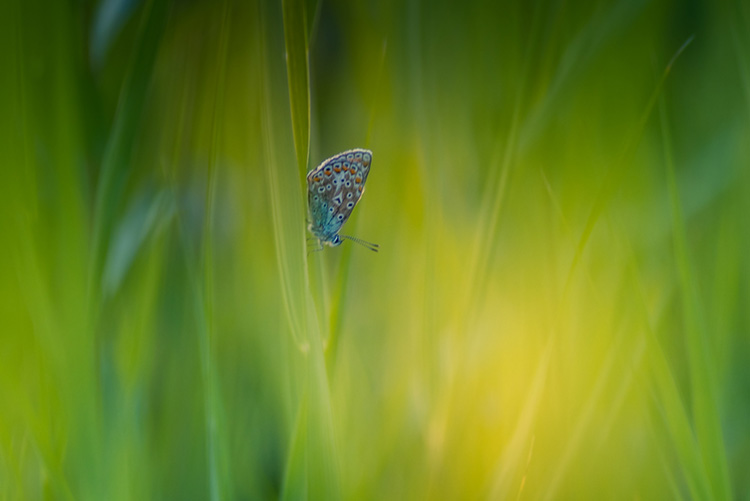 natuurfotografie-vlinder-blauwtje-bewerkt-thumbnail