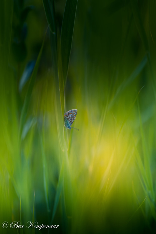 Bewerkte natuurfoto in Lightroom