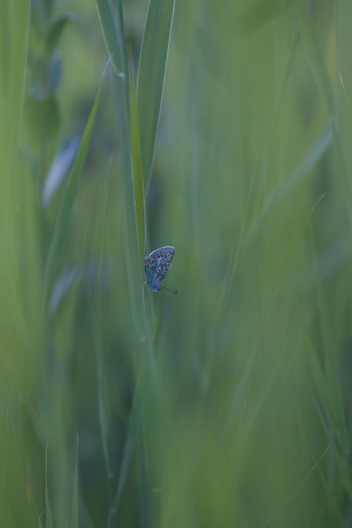 Vlinders fotograferen