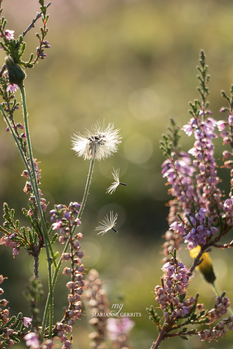 Heide foto landschapsfotografi marianne gerrits 2