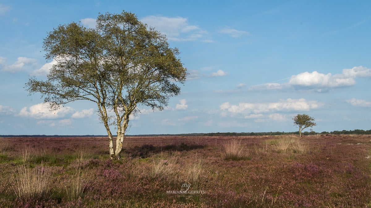 Heide foto landschapsfotografi marianne gerrits