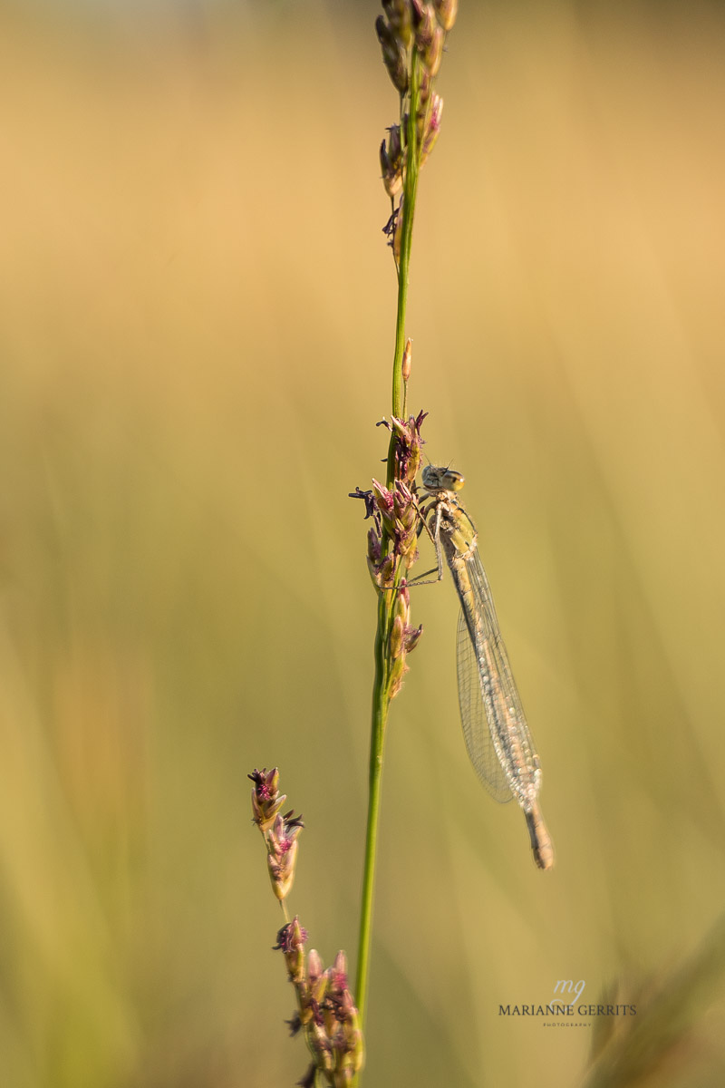 Heide foto natuurfotografi marianne gerrits 2