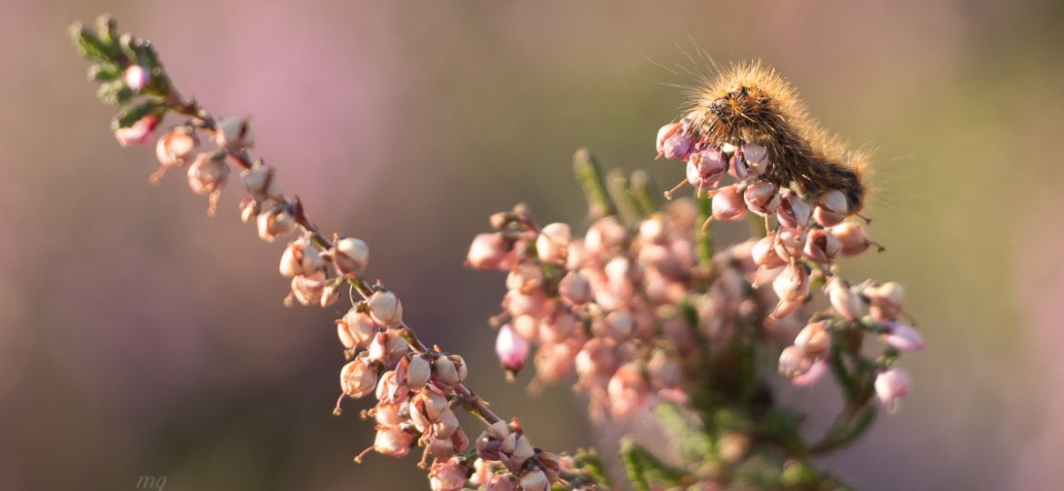 Heide-foto-natuurfotografi-marianne-gerrits