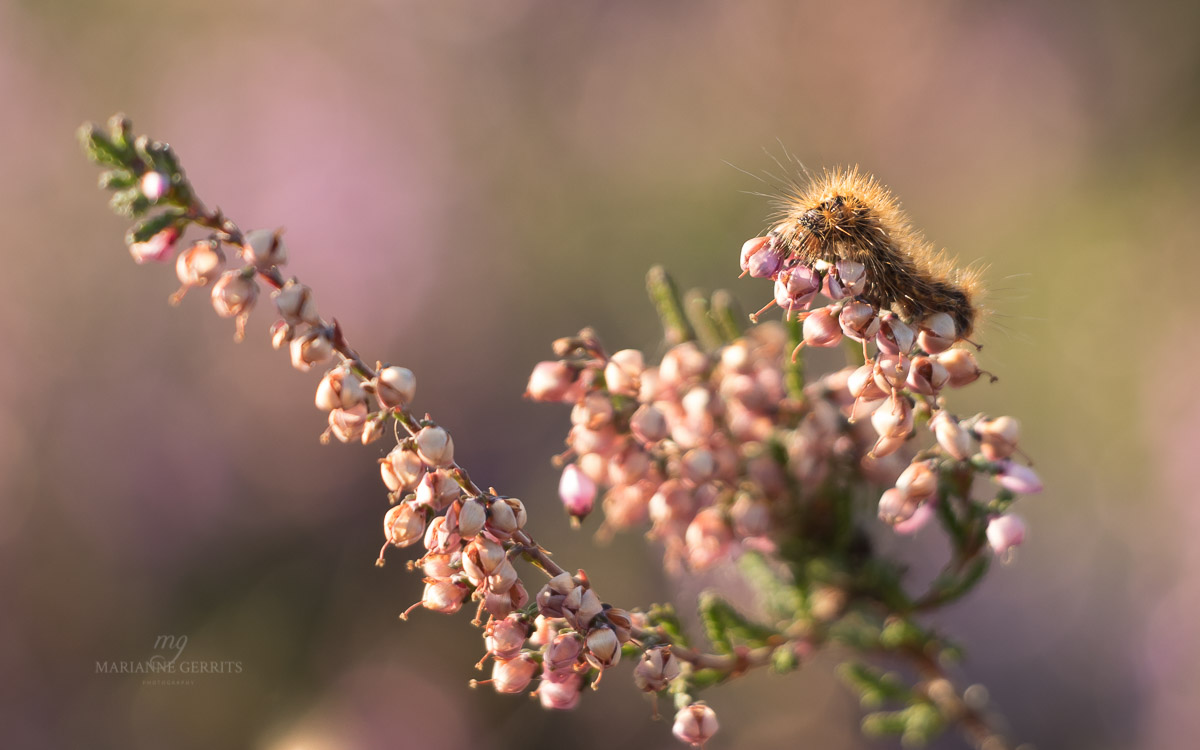 Heide foto natuurfotografi marianne gerrits