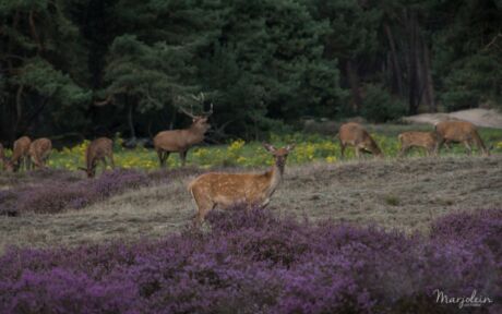 Hert fotograferen natuur tips