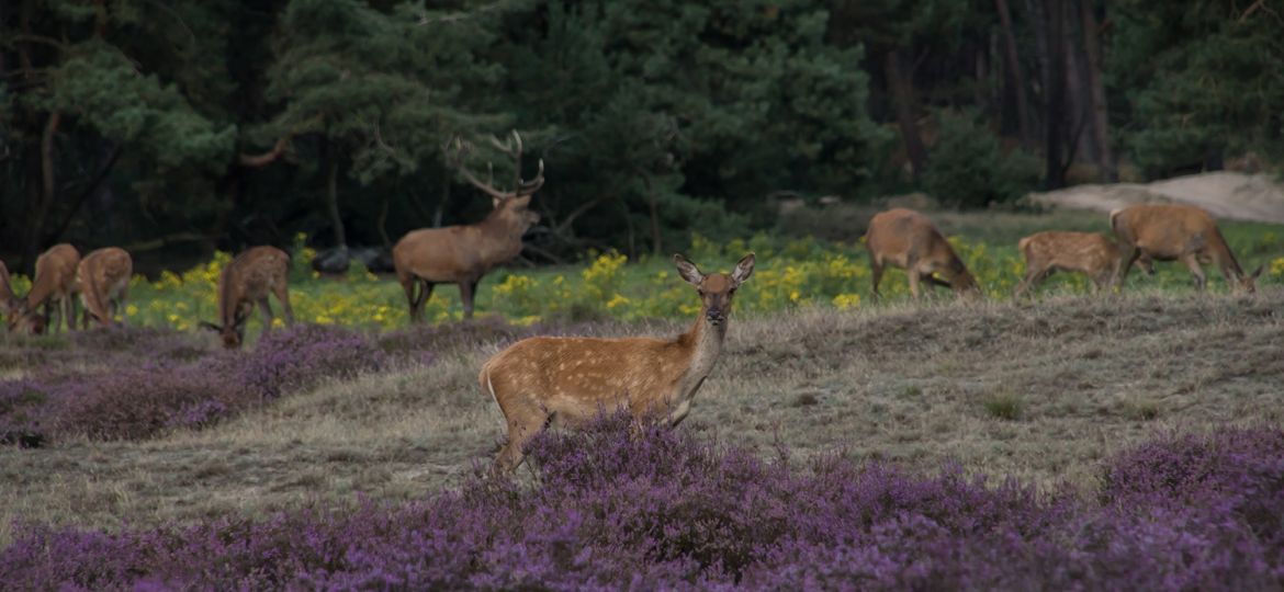 Hert-fotograferen-natuur-tips