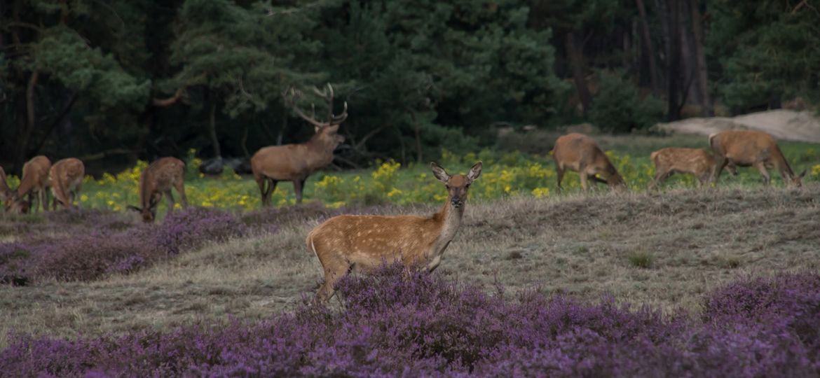 Hert-fotograferen-natuur-tips