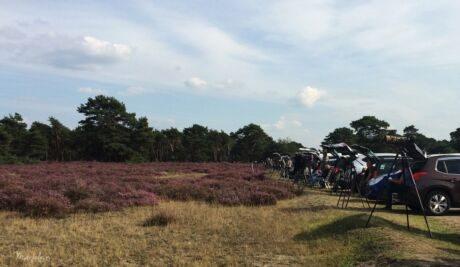 Hert fotograferen natuur tips verhaal