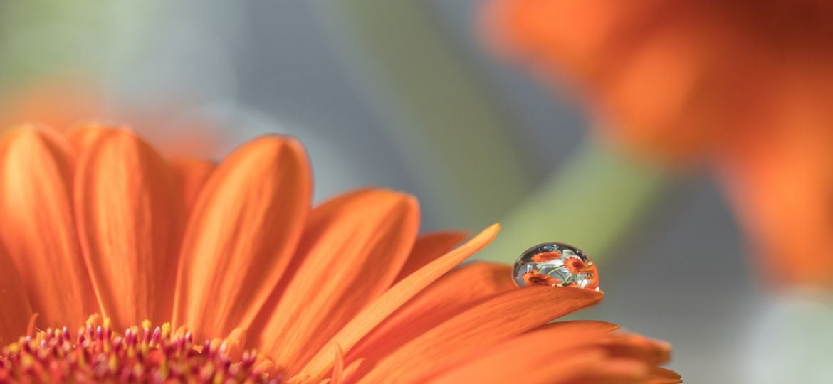 Macro-fotografie-water-druppels-fotograferen