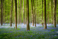 Workshop landschapsfotografie in het Hallerbos, België