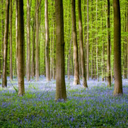 Workshop landschapsfotografie in het Hallerbos, België