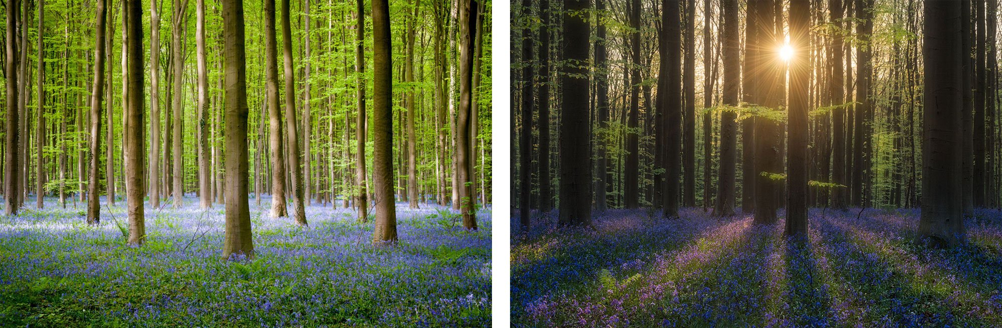 Workshop landschapsfotografie in het Hallerbos 