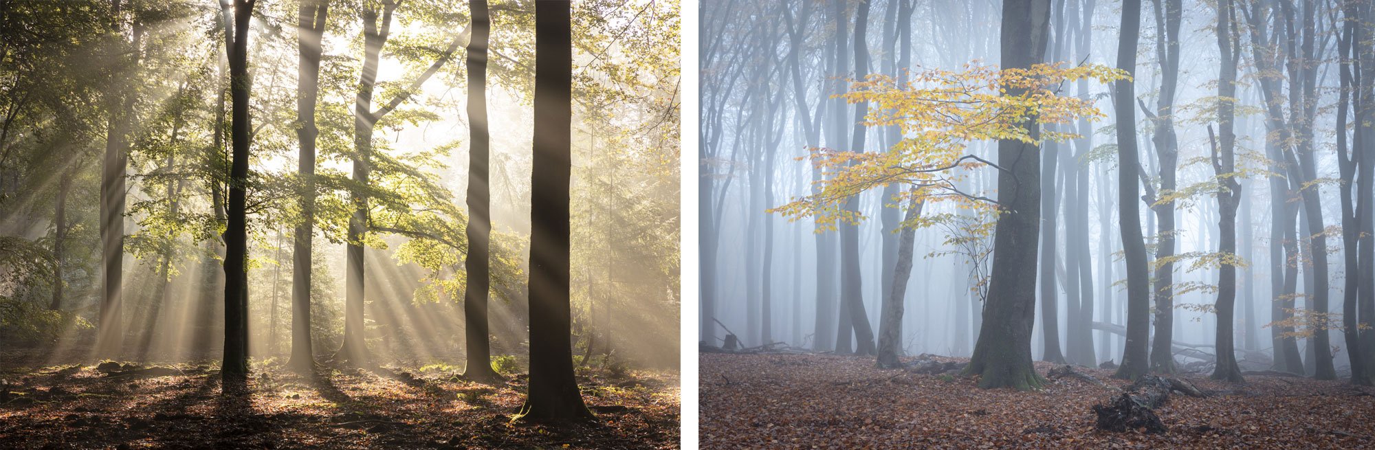 Workshop landschapsfotografie in het Speulderbos - Herfstfoto's maken (Michael Kamp)