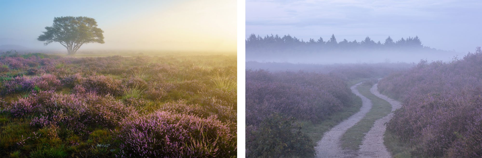 Landschapsfotografie cursus op de Zuiderheide in Hilversum