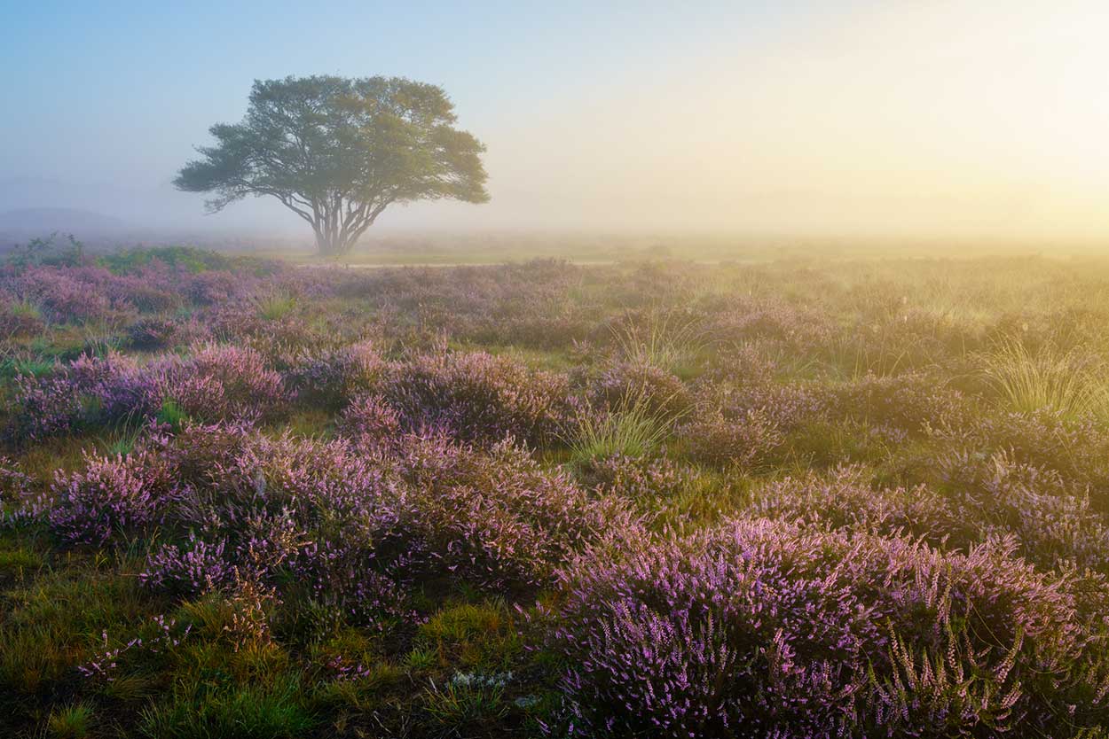 Cursus landschapsfotografie - Bloeiende heide Workshop landschapsfotografie - Bloeiende heide