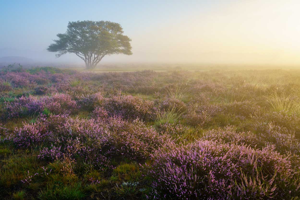 Workshop landschapsfotografie - Bloeiende heide