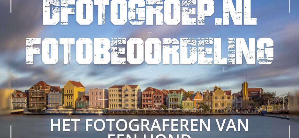 Het fotograferen van een hond Dfotogroep beoordeling