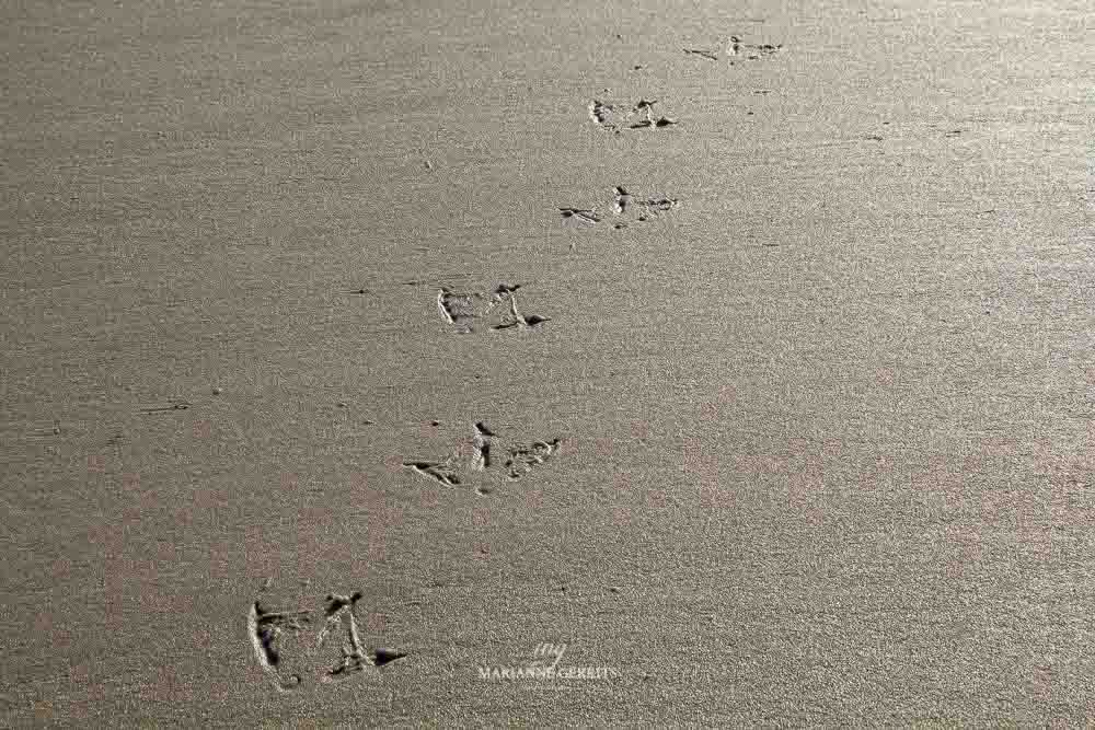 Foto 3 afdruk in het zand strand Terschelling