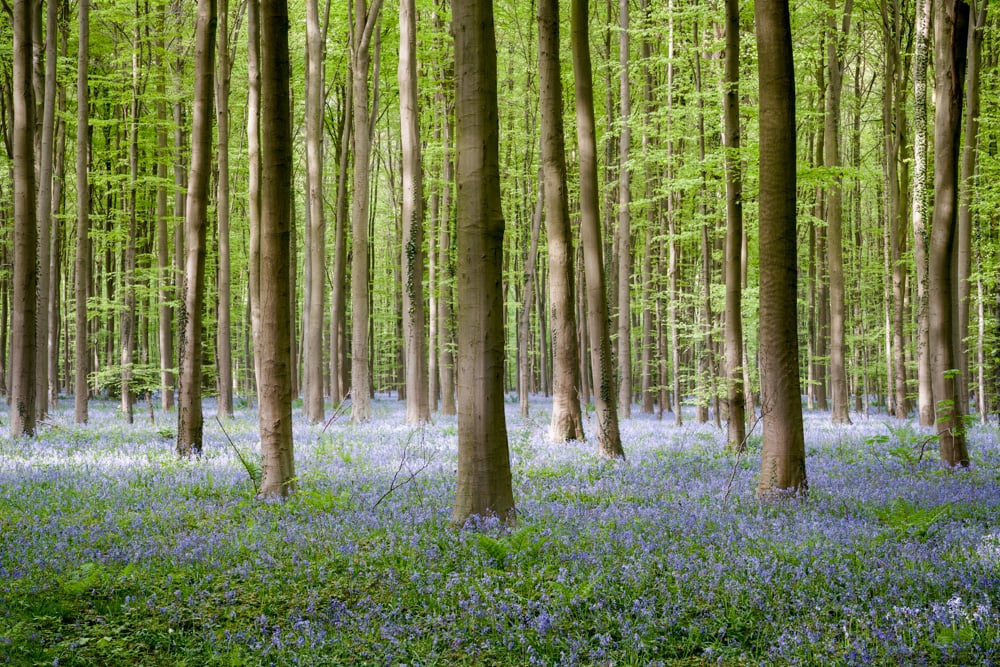 Geen kleuren aangepast met fotobewerking