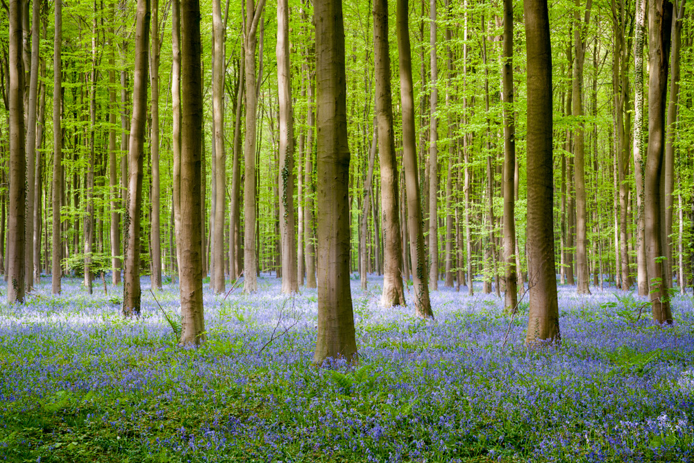 Wel kleuren aangepast met fotobewerking