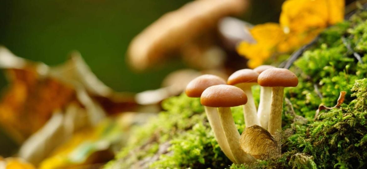 Paddenstoelen fotograferen met een rustige achtergrond