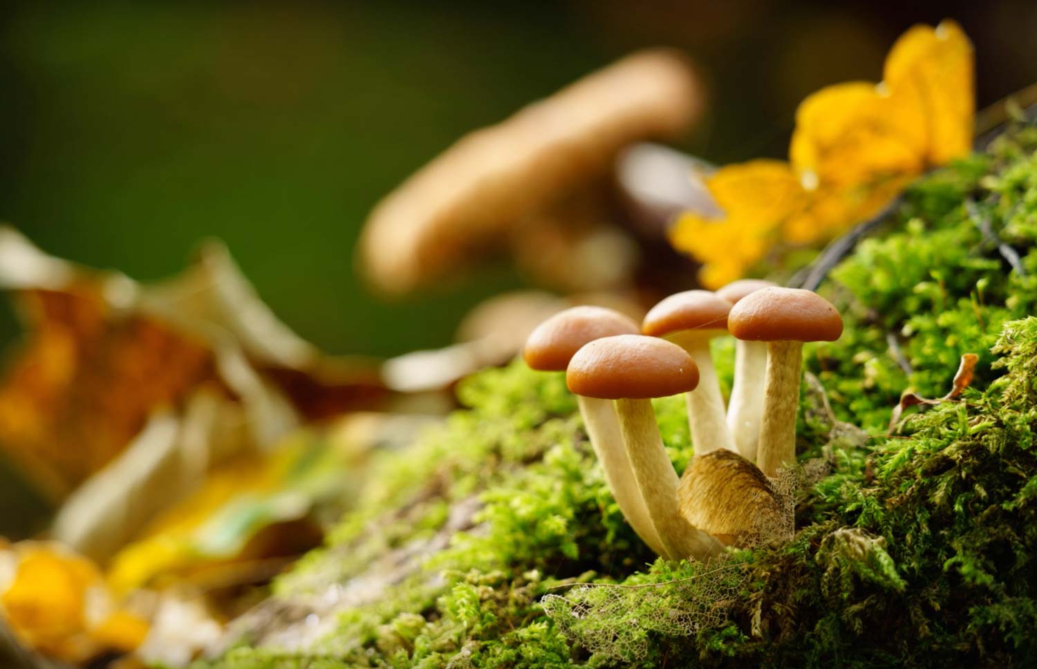 Paddenstoelen fotograferen met een rustige achtergrond