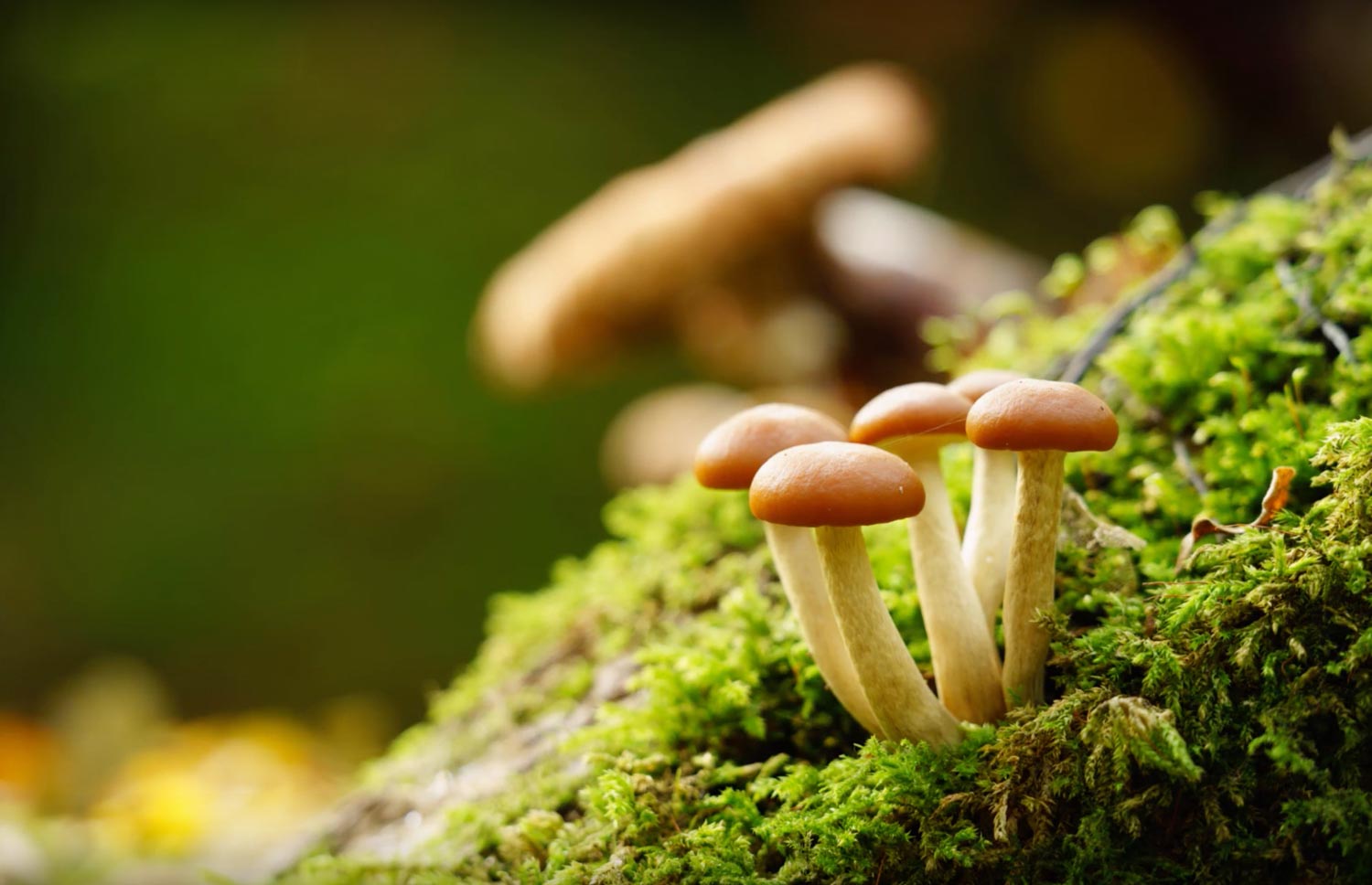 Paddenstoelen fotograferen met een rustige achtergrond