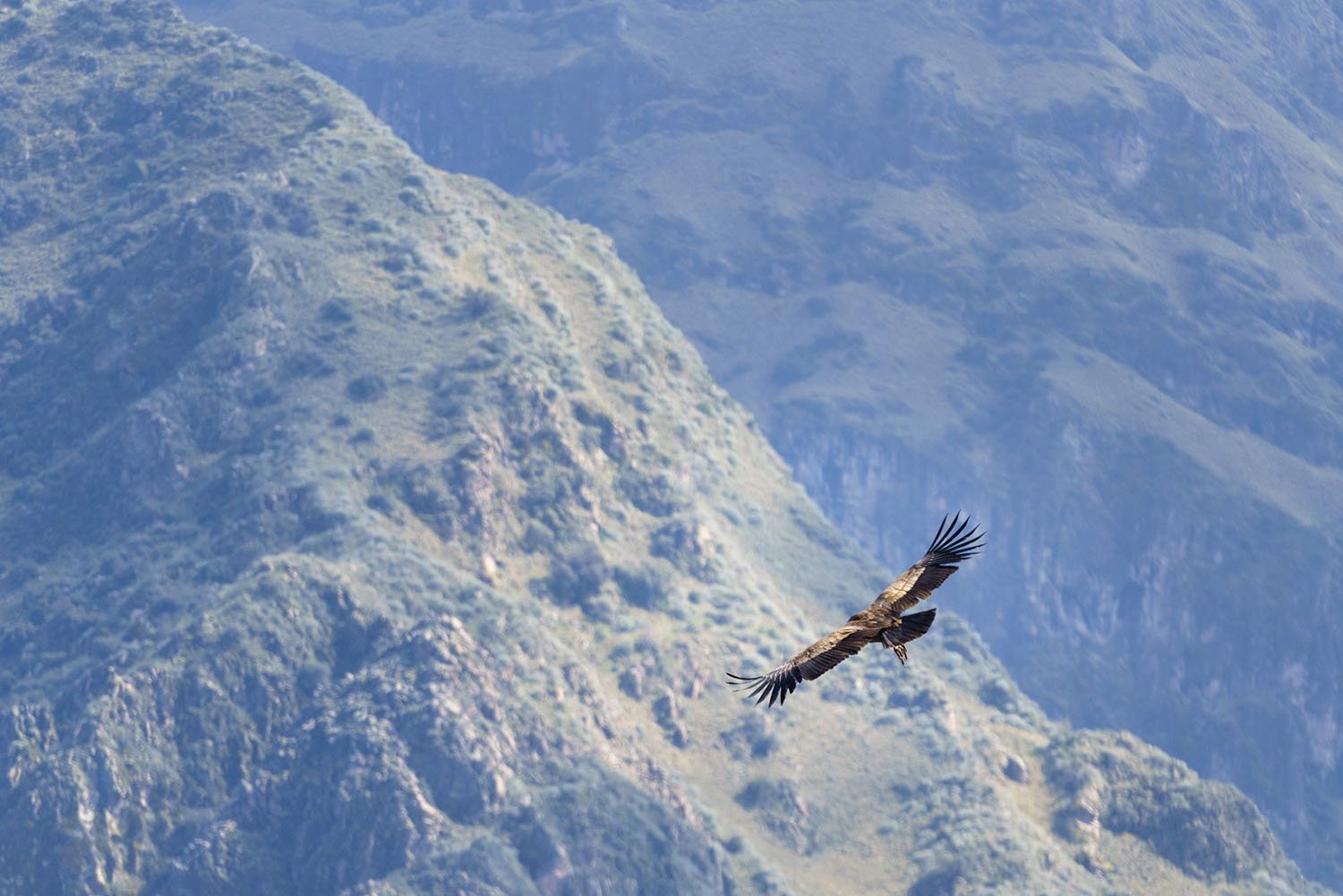 1500px Fotografie Tips 004 Condors fotograferen in de Colca Canyon in Peru