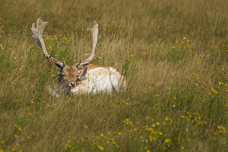 Workshop hertenbronstfotografie in de Amsterdamse Waterleidingduinen