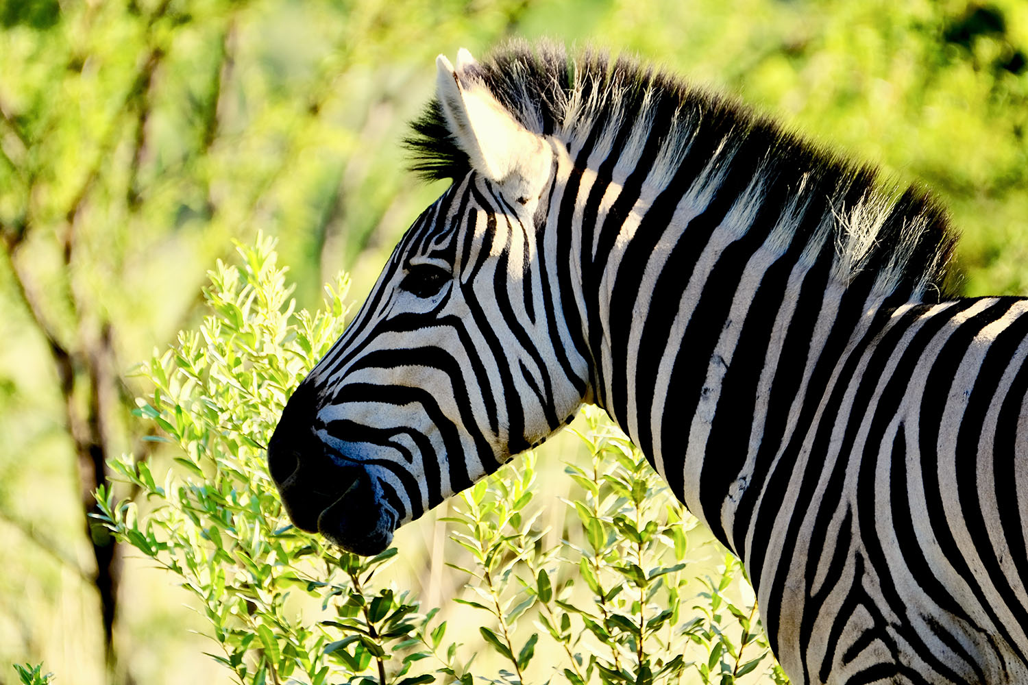 Zuid-Afrika fotoreis - Beste alternatief op Krugerpark Wildlife fotoreis naar Zuid-Afrika