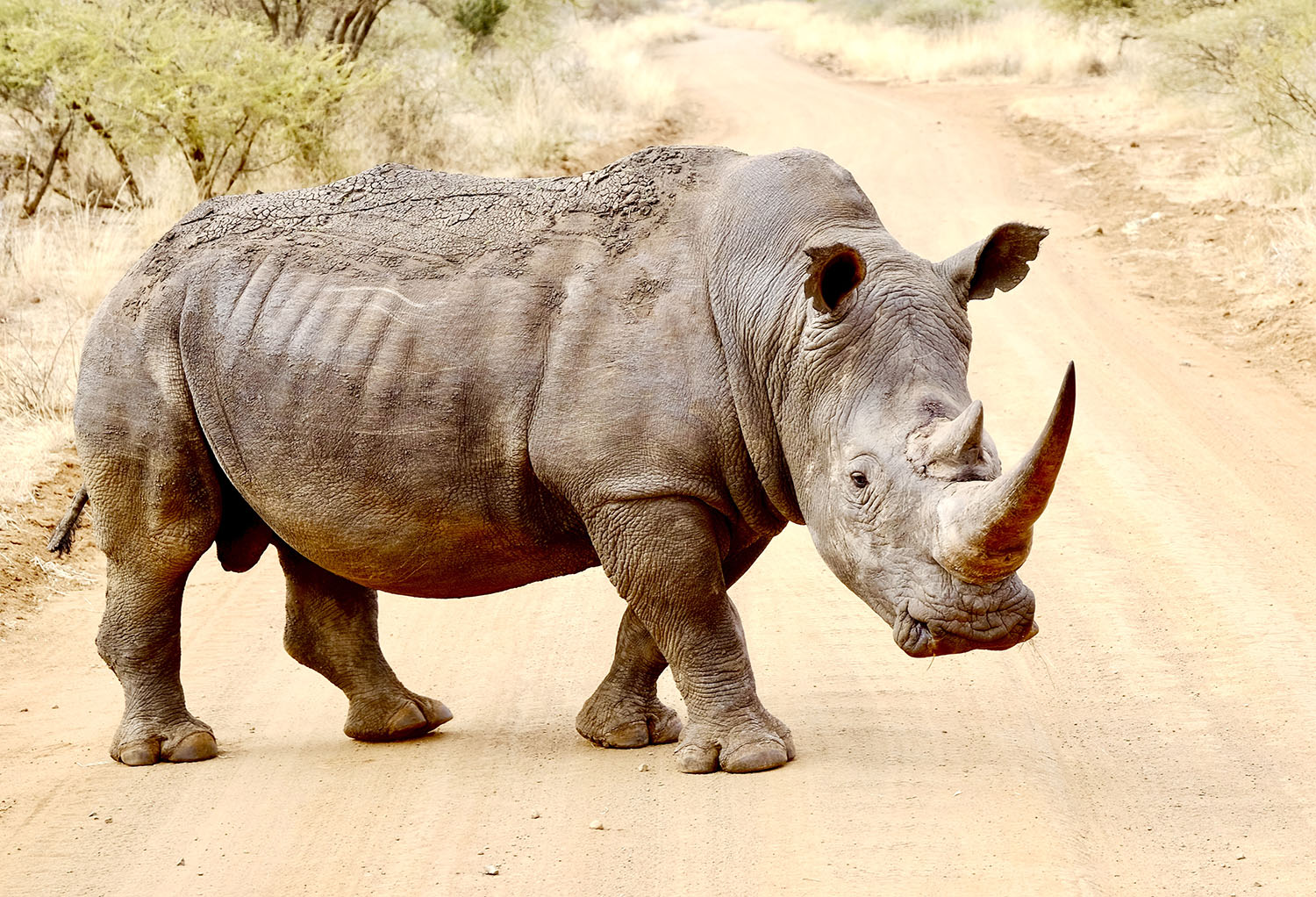 De Big Five fotograferen in Zuid-Afrika Fotoreis Afrika - Fotosafari Big Five
