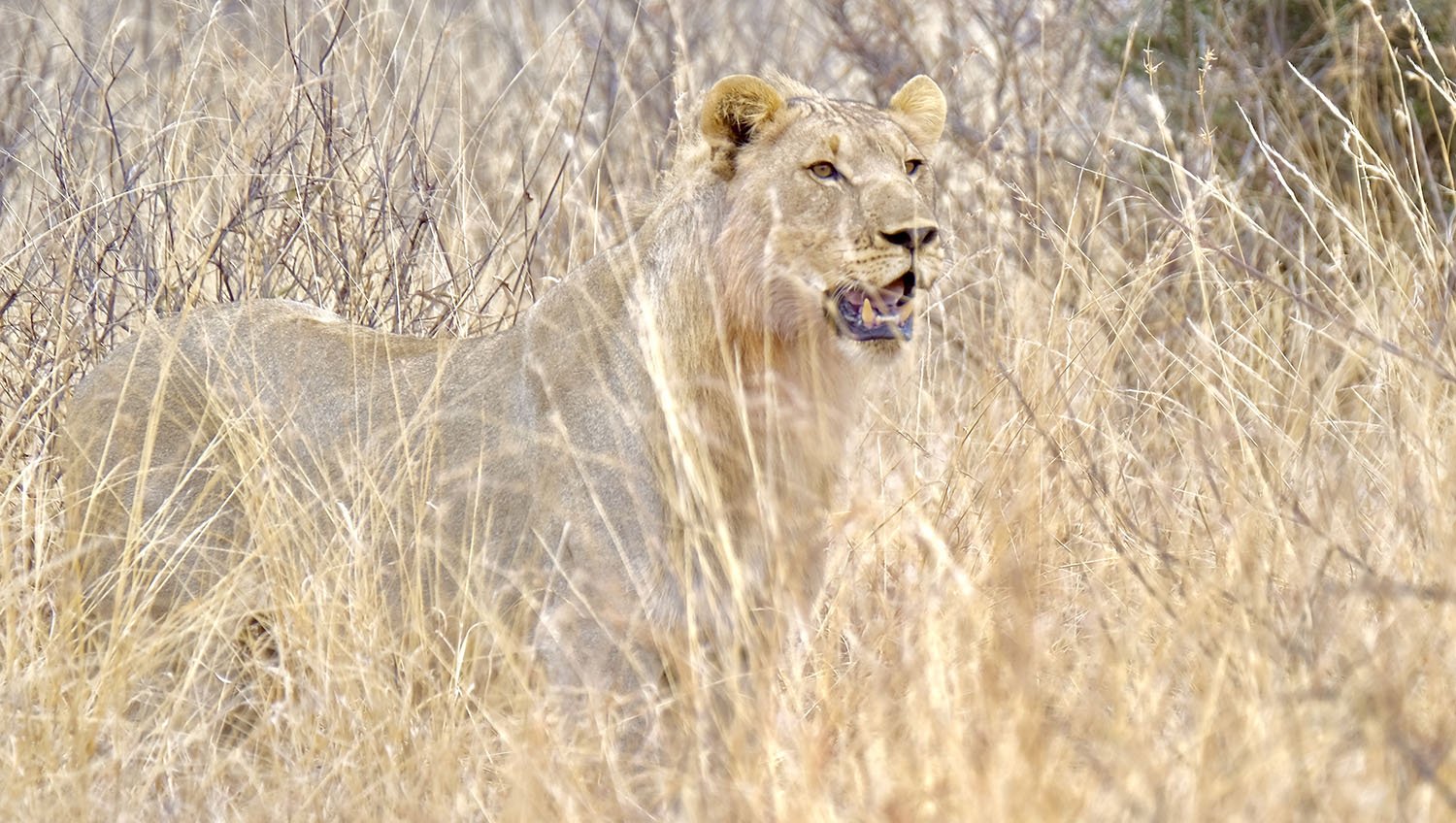 Big Five Fotoreis naar Zuid-Afrika