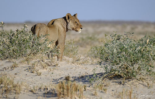 beste-big-five-fotoreizen Fotoreis Zuid-Afrika - Leeuwin