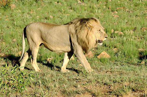 beste-fotografiereizen-zuid-afrika Fotoreis Zuid-Afrika - Leeuw