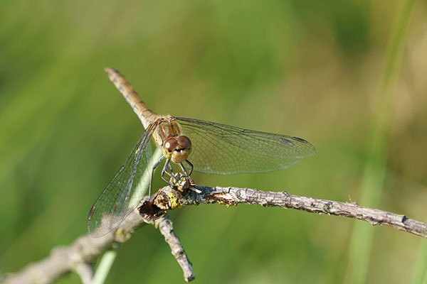 Dierenfotografie cursus in de Amsterdamse Waterleidingduinen