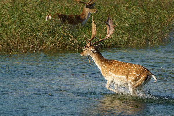 Cursus wildlife fotografie - Amsterdamse Waterleiding Duinen