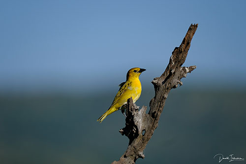 Fotoreis Zuid-Afrika - Vogels