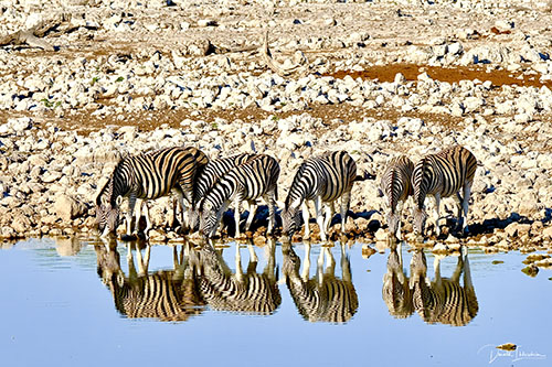 zebrapaarden-fotograferen-zuid-afrika Fotoreis Zuid-Afrika - Zebra's