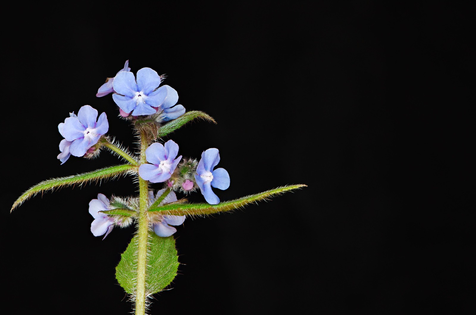 focus stacking planten