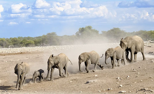 Fotografie Reizen naar Afrika