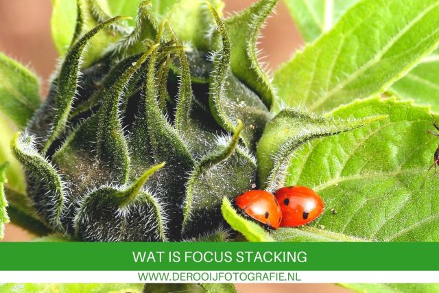 wat is focus stacking