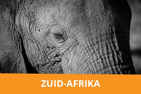 Fotografiereis Zuid-Afrika - Safari