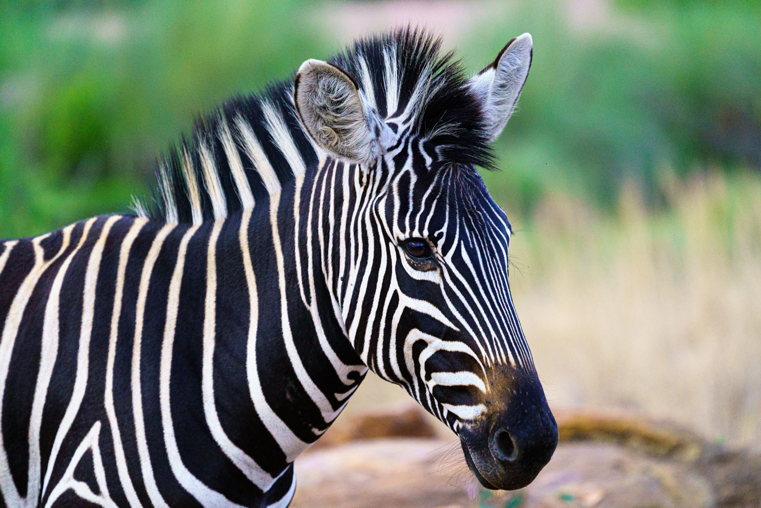 Fotoreis naar Zuid-Afrika - Safari